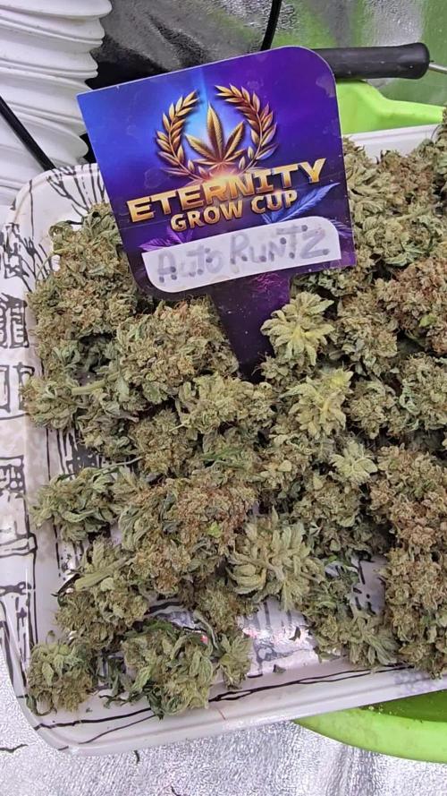 Eternity Grow Cup 2025 Plagron🏆 +Zamnesia🏆