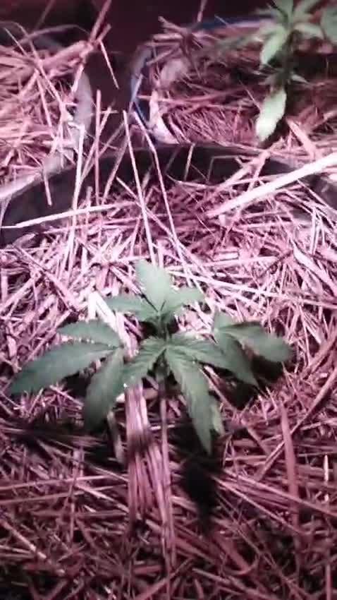 Auto Fractal Divine Seeds