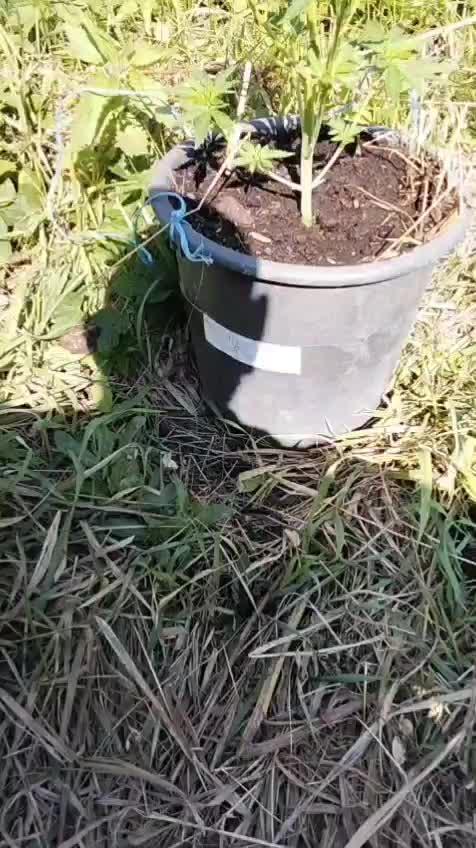 Auto Fractal Divine Seeds