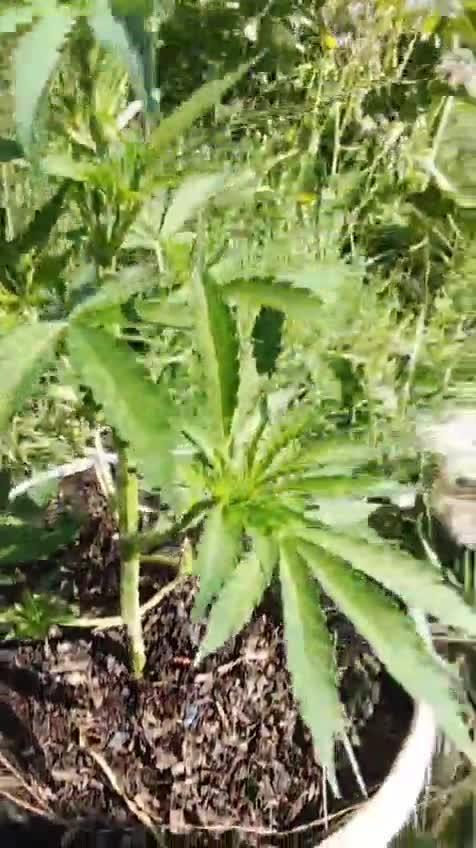 Auto Fractal - 2 Divine Seeds ❤️