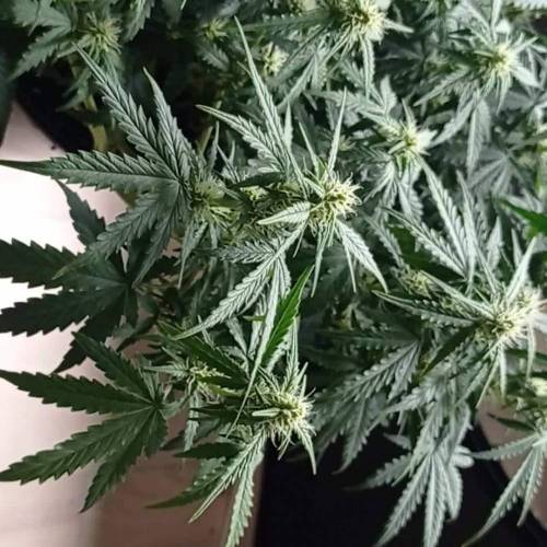 DIVINE SEEDS Auto White Russian