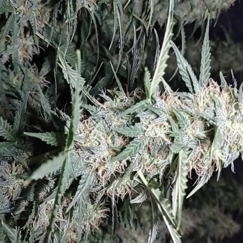 DIVINE SEEDS Auto White Russian
