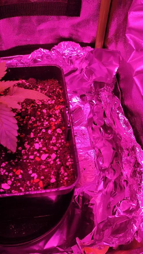 Purple Punch am 26.12.2024