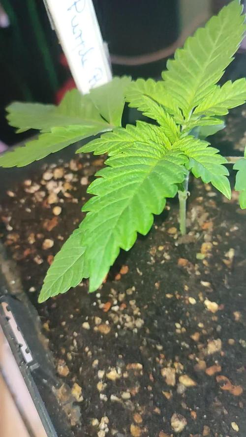 Purple Punch am 26.12.2024