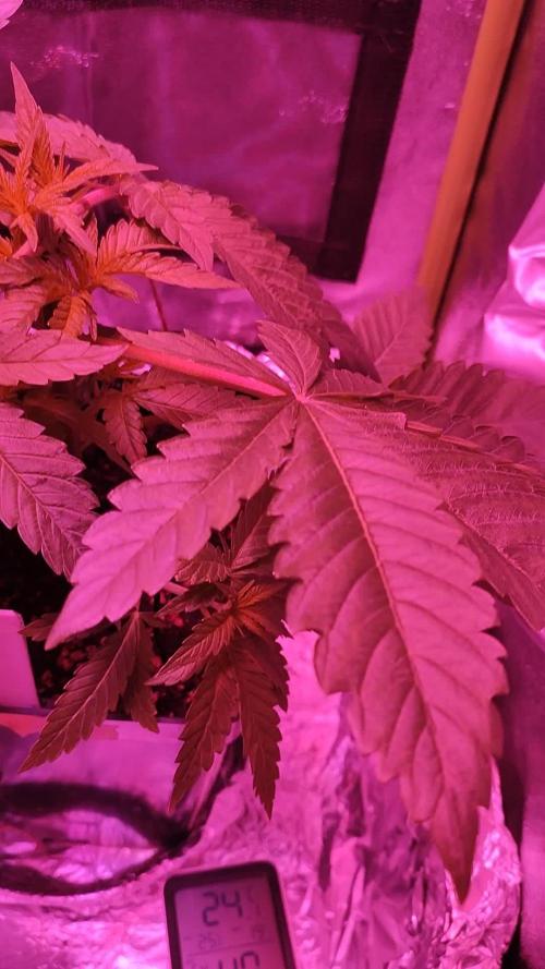 Purple Punch am 26.12.2024