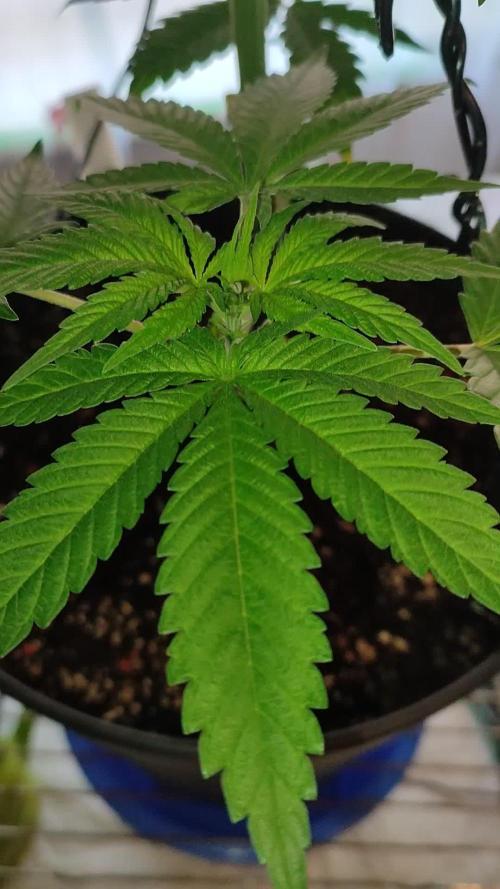 Purple Punch am 26.12.2024