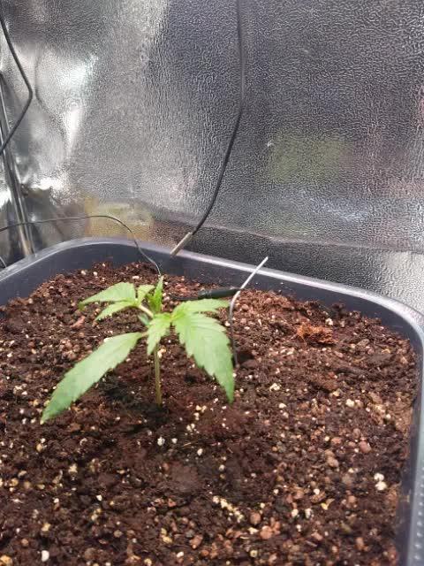 Bonsai