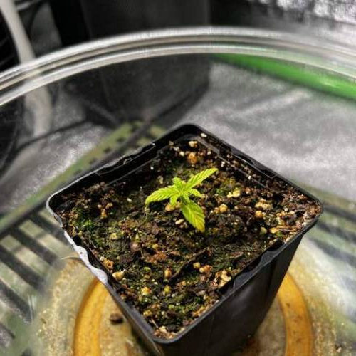 Lemon Auto v1. Week 0 - D24.1