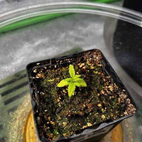 Lemon Auto v1. Week 0 - D24.2