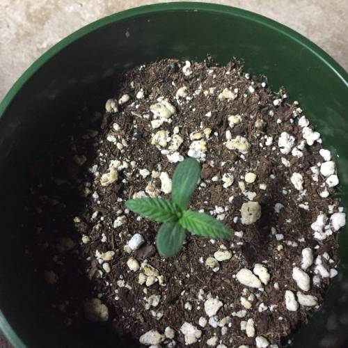 Purple Kush. Week 3 - PK#1