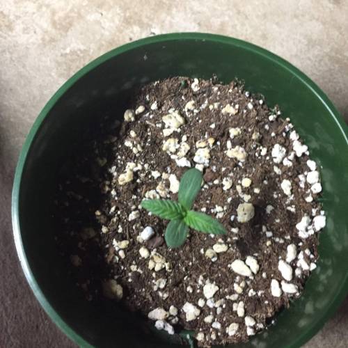 Purple Kush. Week 3 - PK#1