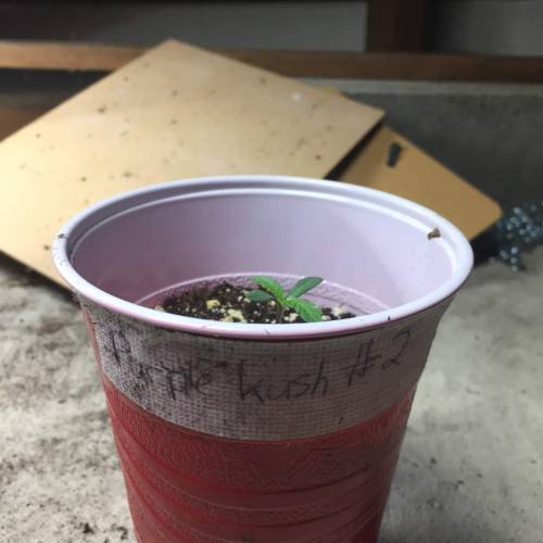 Purple Kush. Week 3 - PK#2