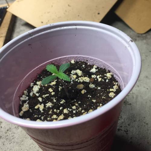 Purple Kush. Week 3 - PK#2