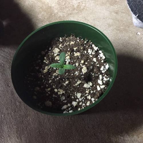 Purple Kush. Week 3 - PK#1