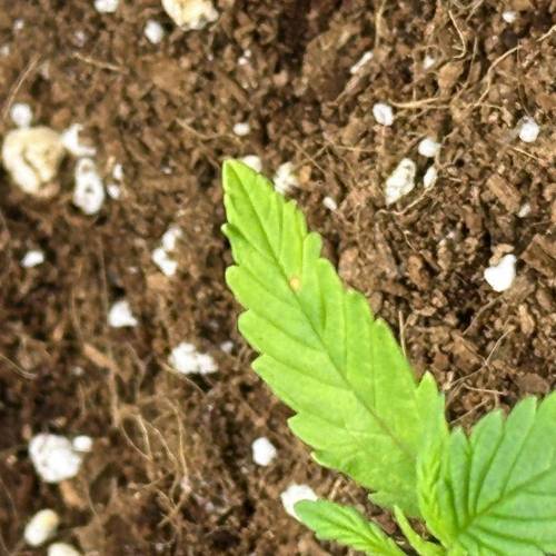 Strawberry gorilla auto. Week 1