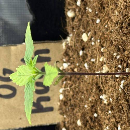 Strawberry gorilla auto. Week 1