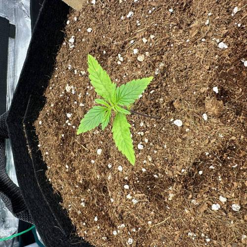 Strawberry gorilla auto. Week 1