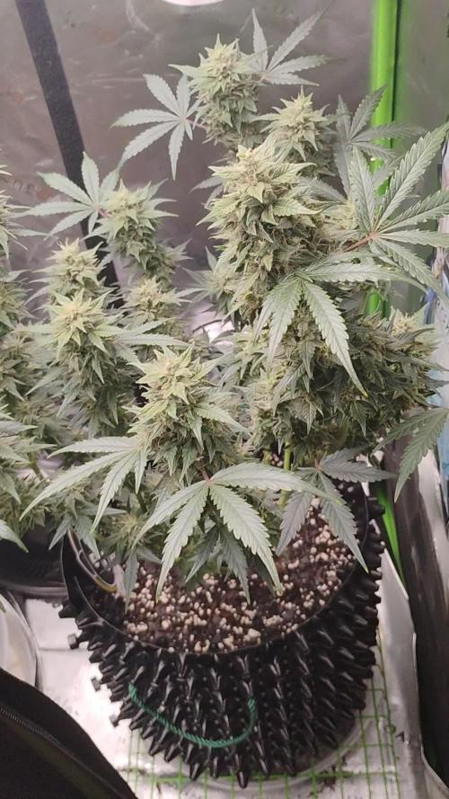 B-A-M (Bear Assed Monkey)