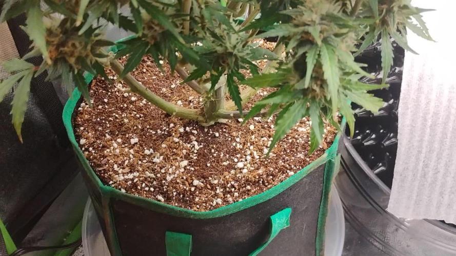 Kamala OG by FastBuds