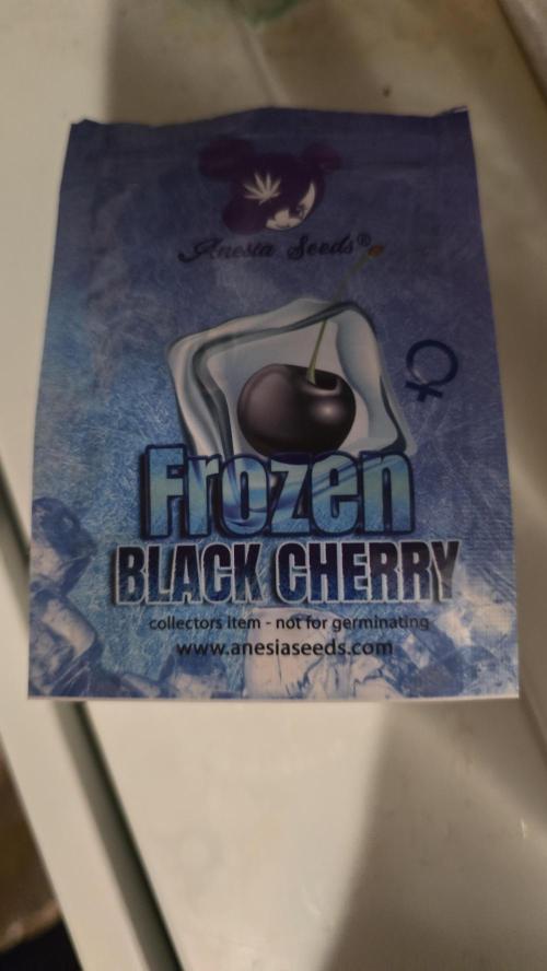 Frozen Black Cherry. Week 0 - Here we go!