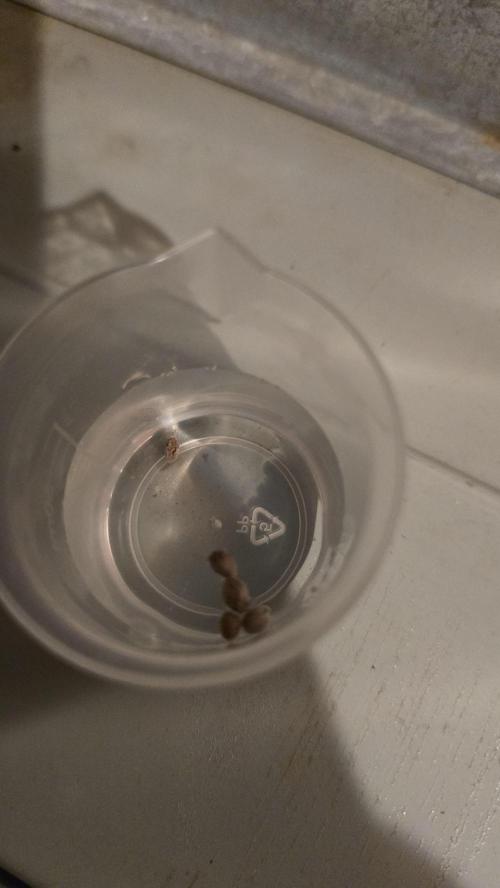 Frozen Black Cherry. Week 0 - 2.5ml H2O2 & 40ml H2O