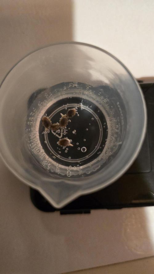 Frozen Black Cherry. Week 0 - Tails r us!
