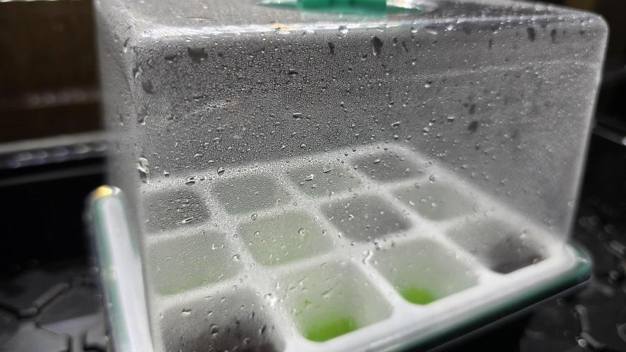 Frozen Black Cherry. Week 0 - Running 24 hour light cycle @ 12 DLI