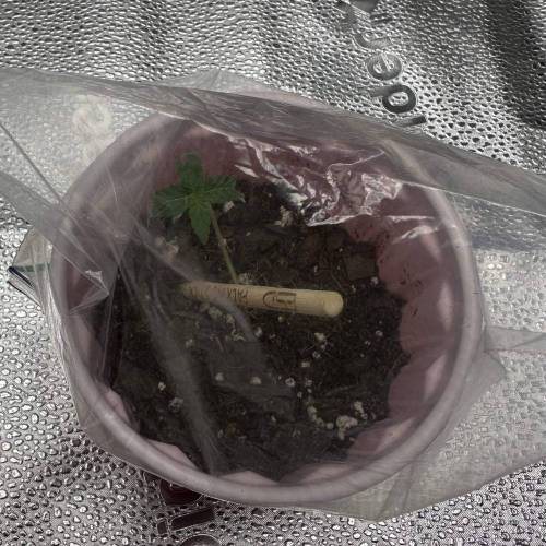 First Grow - Blueberry Muffin. Week 1 - 11/10 - First inch and a half was dry, put 20 drops of water around the edges 