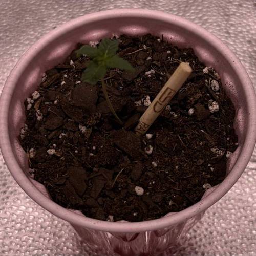 First Grow - Blueberry Muffin. Week 1 - 11/11 - Filled more of the cup with soil to help stabilize the stem