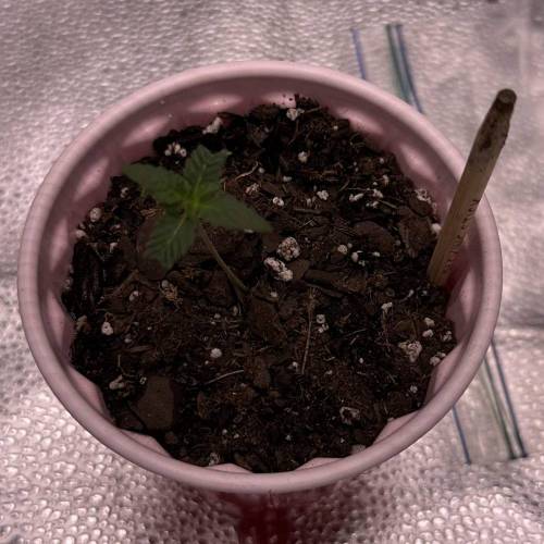 First Grow - Blueberry Muffin. Week 1 - 11/12 - Used water bottle and dripped around 40 drops of water around the edge