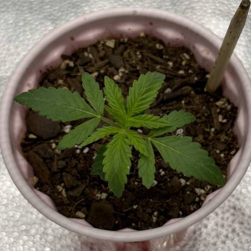 First Grow - Blueberry Muffin. Week 2 - 11/17