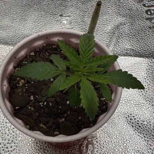 First Grow - Blueberry Muffin. Week 2 - 11/18