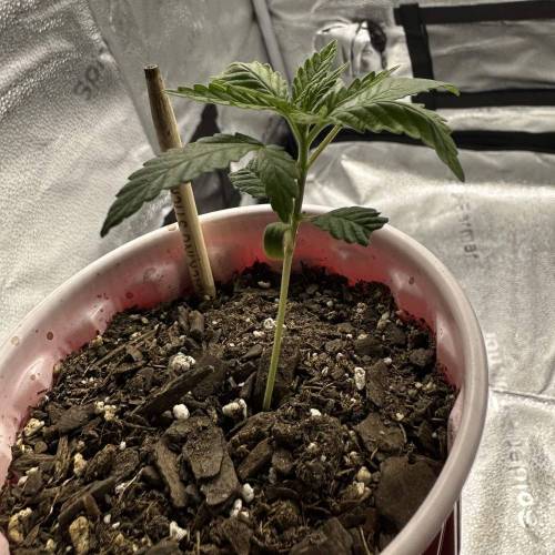 First Grow - Blueberry Muffin. Week 2 - 11/18