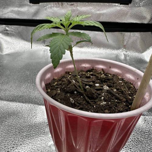 First Grow - Blueberry Muffin. Week 2 - 11/18 - Top set of leaves are crawling and half is bent down