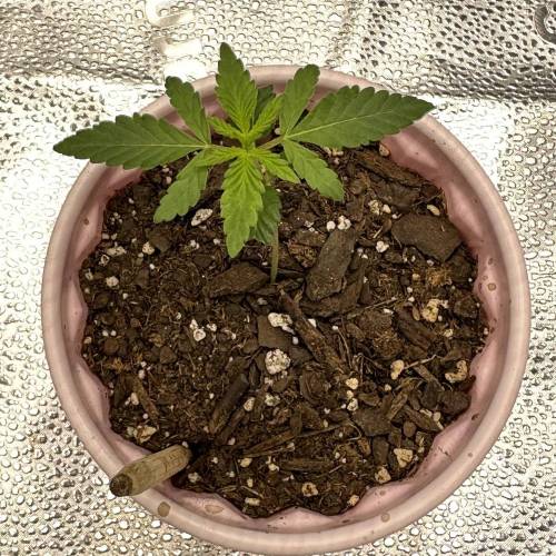 First Grow - Blueberry Muffin. Week 2 - 11/16