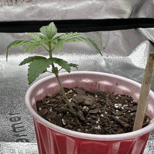 First Grow - Blueberry Muffin. Week 2 - 11/19 - Still has the bent leafs