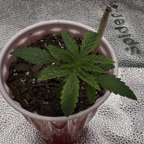 First Grow - Blueberry Muffin. Week 2 - 11/19 - Some yellowing started showing on the edges