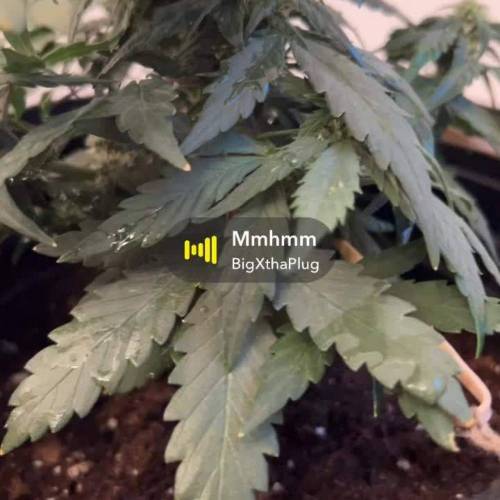 Jack Herer Auto