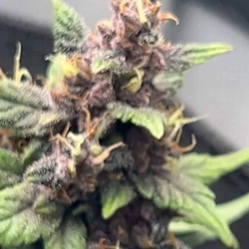 LSD Auto