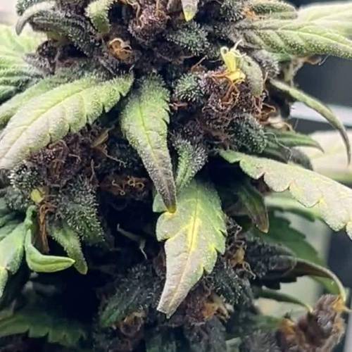 LSD Auto