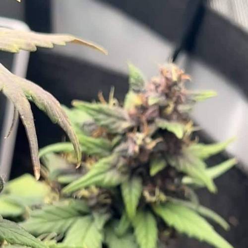 LSD Auto