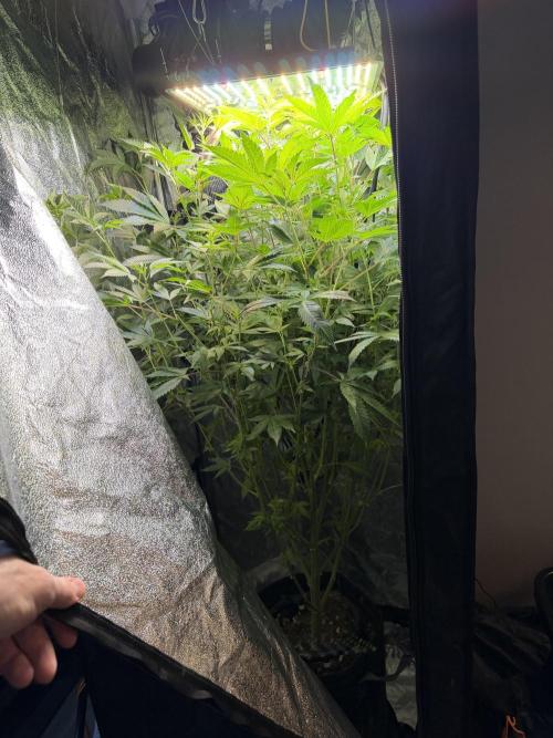 Dark Rainbow 2.0 Rockwool vs. Coco. Week 0 - Hello, mother.