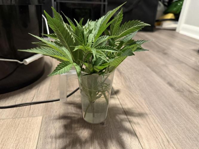 Dark Rainbow 2.0 Rockwool vs. Coco. Week 0 - Cuts in hydrogen peroxide for gel and cloner.