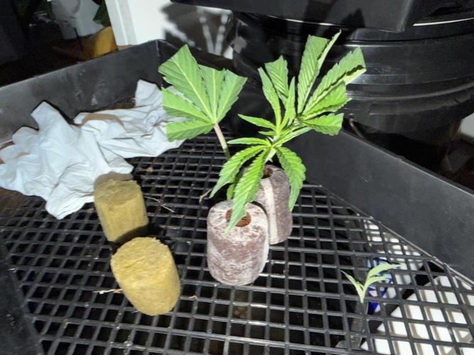 Dark Rainbow 2.0 Rockwool vs. Coco. Week 0 - Cuts from cloning machine inserted into plugs. Hopefully no root damage.