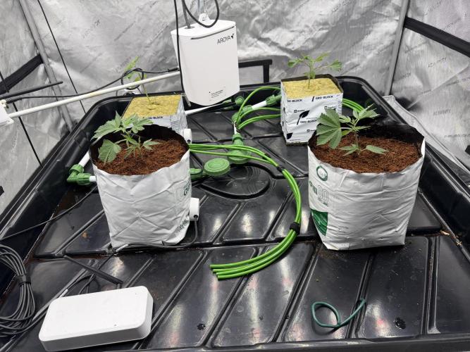 Dark Rainbow 2.0 Rockwool vs. Coco. Week 0 - Final home after transplanting plugs into coco/rockwool respectively.