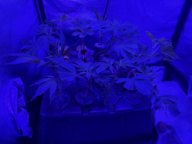 Dark Rainbow 2.0 Rockwool vs. Coco. Week 0 - Cuts in the cloning machine. Apologies for the bad lighting. 