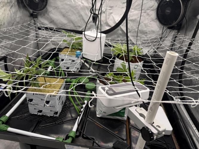 Dark Rainbow 2.0 Rockwool vs. Coco. Week 1 - Trellis is up