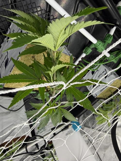 Dark Rainbow 2.0 Rockwool vs. Coco. Week 1 - Looks like some nute deficiency