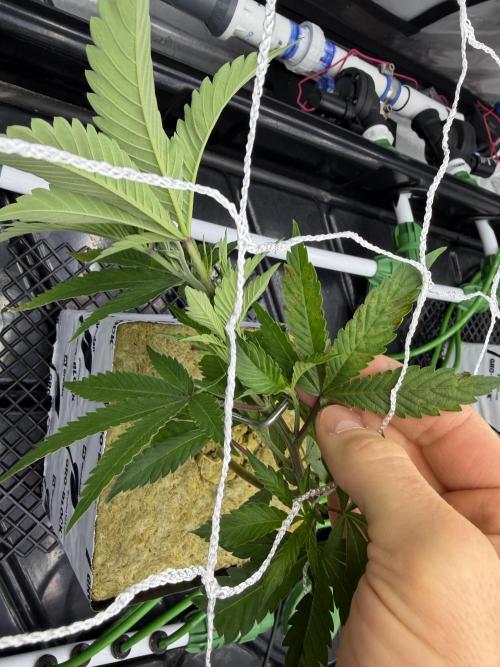 Dark Rainbow 2.0 Rockwool vs. Coco. Week 1