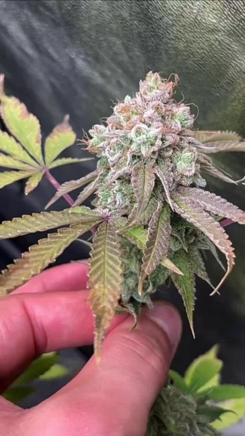 B-45 organic Bio-Technology